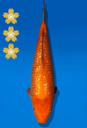 Koi Auktion Dainichi Benigoi JumboTosai RedTiger - 46cm NN02-2439