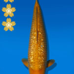 Koi Auktion Dainichi GinrinChagoi JumboTosai BrownMonkey - 40cm NN02-2452