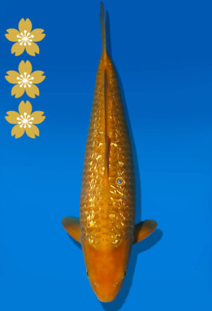 Koi Auktion Dainichi GinrinChagoi JumboTosai BrownMonkey - 40cm NN02-2452