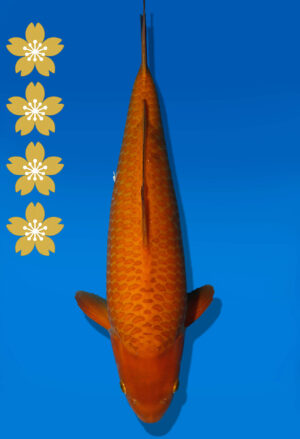 Koi Auktion Dainichi Chagoi JumboTosai BrownMonkey - 44cm NN02-2440
