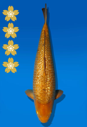 Koi Auktion Dainichi GinrinChagoi JumboTosai BrownMonkey - 49cm NN02-2441