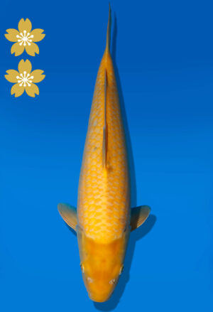 Koi Auktion Dainichi Karashigoi JumboTosai YellowMonkey - 43cm NN02-2453