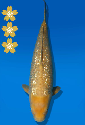 Koi Auktion Dainichi Chagoi JumboTosai BrownMonkey - 45cm NN02-2442