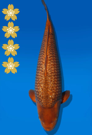 Koi Auktion Dainichi Chagoi JumboTosai BrownMonkey - 50cm NN02-2443