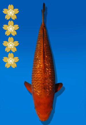 Koi Auktion Dainichi GinrinChagoi JumboTosai BrownMonkey - 42cm NN02-2444