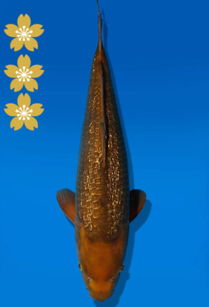 Koi Auktion Dainichi GinrinChagoi JumboTosai BrownMonkey - 47cm NN03-2445