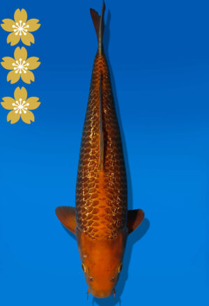 Koi Auktion Dainichi Chagoi JumboTosai BrownMonkey - 47cm NN03-2446