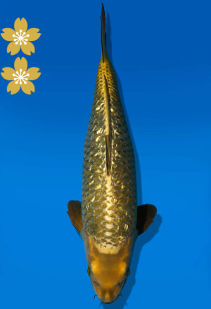 Koi Auktion Dainichi GinrinChagoi JumboTosai BrownMonkey - 47cm NN03-2447