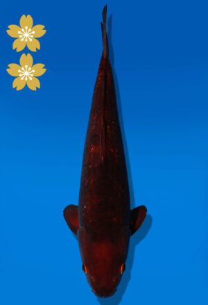 Koi Auktion Dainichi GinrinChagoi JumboTosai BrownMonkey - 47cm NN03-2448