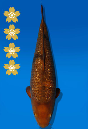 Koi Auktion Dainichi GinrinChagoi JumboTosai BrownMonkey - 50cm NN03-2449