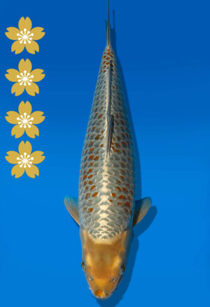Koi Auktion Dainichi Otchiba JumboTosai GoldenCorn - 48cm NN03-2454