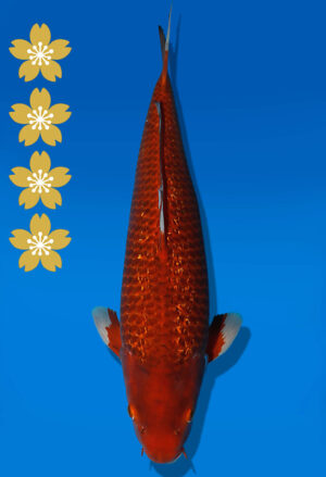 Koi Auktion Dainichi GinrinChagoi JumboTosai BrownMonkey - 50cm NN03-2450