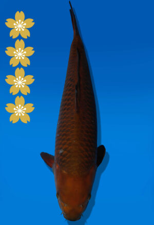 Koi Auktion Dainichi Chagoi JumboTosai BrownMonkey - 49cm NN03-2451