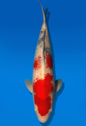 Koi Auktion Dainichi Sanke JumboTosai Mr.Big - 54cm NN04-2455