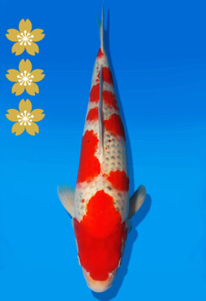 Koi Auktion Kanno Goshiki JumboTosai Kanno - 45cm NN03-2461