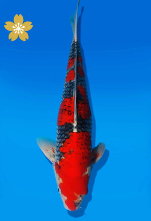 Koi Auktion Kanno Goshiki JumboTosai Kanno - 43cm NN03-2462