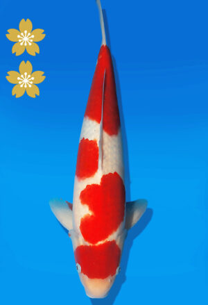 Koi Auktion Kanno Kohaku JumboTosai Kanno - 48cm NN03-2456