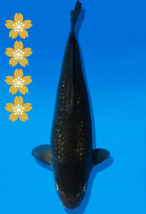 Koi Auktion Dainichi BlackDiamond JumboTosai BlackZeus - 49cm NN03-2457