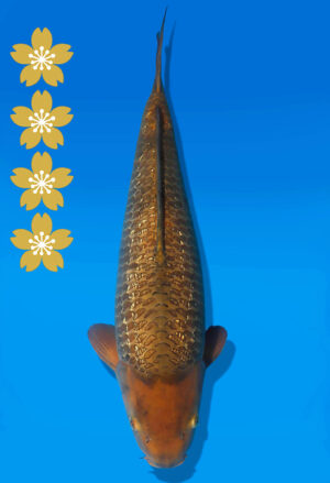 Koi Auktion Dainichi Chagoi JumboTosai BrownMonkey - 50cm NN02-2458