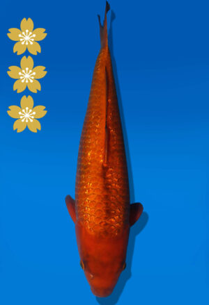 Koi Auktion Dainichi Chagoi JumboTosai BrownMonkey - 50cm NN02-2459