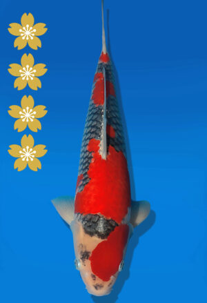 Koi Auktion Kanno Goshiki JumboTosai Kanno - 46cm NN02-2463