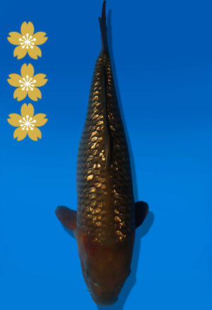 Koi Auktion Dainichi Chagoi JumboTosai BrownMonkey - 53cm NN02-2460