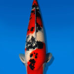 Koi Auktion Dainichi Sanke Nisai Mr.Big male 59cm NN06-2464