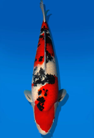 Koi Auktion Dainichi Sanke Nisai Mr.Big male 59cm NN06-2464