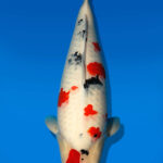 Koi Auktion Dainichi Sanke Nisai Mr.Big female 54cm NN06-2465