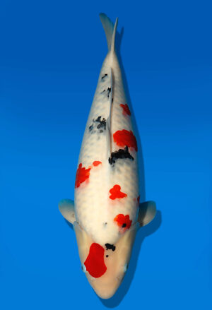 Koi Auktion Dainichi Sanke Nisai Mr.Big female 54cm NN06-2465
