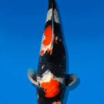 Koi Auktion Dainichi Showa Nisai BlackMonroe male 64cm NN06-2489