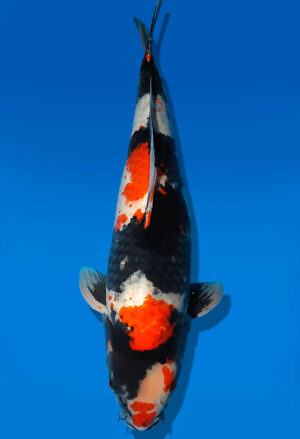 Koi Auktion Dainichi Showa Nisai BlackMonroe male 64cm NN06-2489