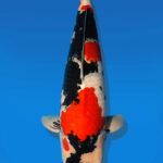 Koi Auktion Dainichi Showa Nisai BlackMonroe male 68cm NN06-2466