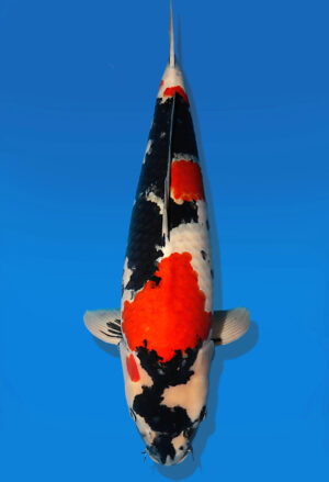Koi Auktion Dainichi Showa Nisai BlackMonroe male 68cm NN06-2466
