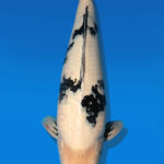 Koi Auktion Dainichi ShiroUtsuri Nisai Monroe male 60cm NN06-2467