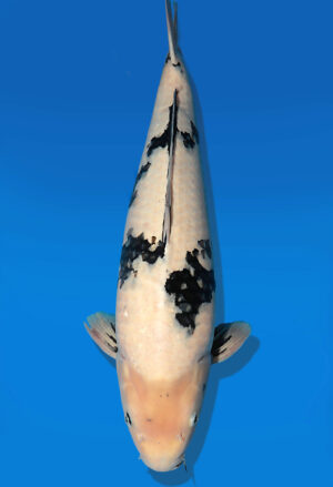 Koi Auktion Dainichi ShiroUtsuri Nisai Monroe male 60cm NN06-2467
