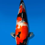 Koi Auktion Dainichi Showa Nisai WhiteMonroe female 61cm NN06-2468