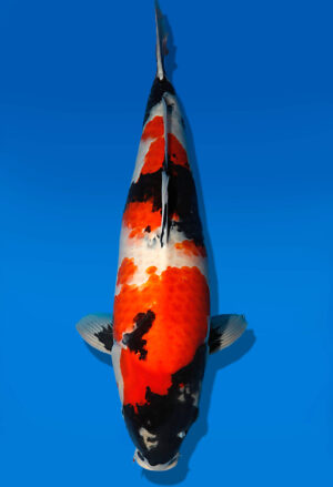 Koi Auktion Dainichi Showa Nisai WhiteMonroe female 61cm NN06-2468