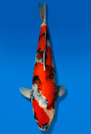 Koi Auktion Dainichi Showa Nisai WhiteMonroe male 60cm NN06-2469