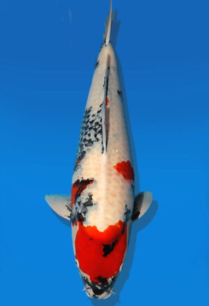 Koi Auktion Dainichi Showa Nisai NewMonroe female 67cm NN06-2470