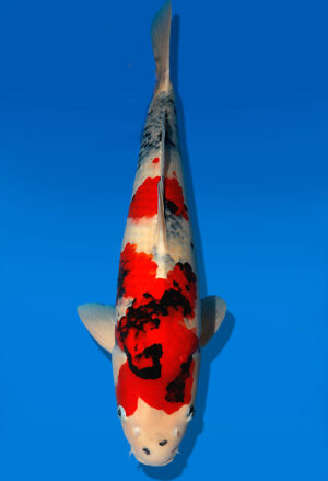 Koi Auktion Dainichi Showa Nisai WhiteMonroe male 62cm NN05-2471