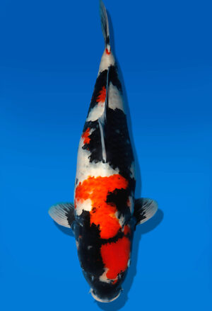 Koi Auktion Dainichi Showa Nisai BlackMonroe female 58cm NN05-2472