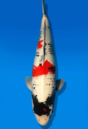 Koi Auktion Dainichi Showa Nisai MonaLisa male 63cm NN05-2473