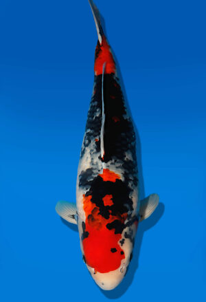 Koi Auktion Dainichi Showa Nisai MonaLisa female 58cm NN05-2474