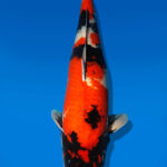 Koi Auktion Dainichi Showa Nisai Monroe female 64cm NN05-2475