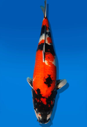 Koi Auktion Dainichi Showa Nisai Monroe female 64cm NN05-2475