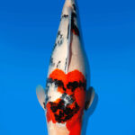 Koi Auktion Dainichi Showa Nisai MonaLisa female 64cm NN05-2491