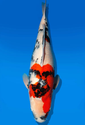 Koi Auktion Dainichi Showa Nisai MonaLisa female 64cm NN05-2491
