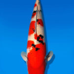 Koi Auktion Dainichi Sanke Nisai Mr.Big male 61cm NN05-2476