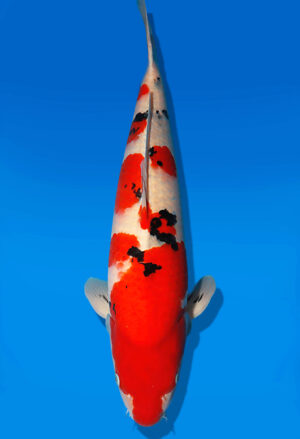 Koi Auktion Dainichi Sanke Nisai Mr.Big male 61cm NN05-2476
